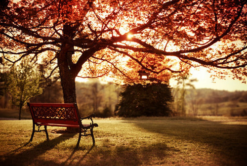 autumn,bench,photography,pretty,scenery-0d62d1a2747fef234950cfe4b98e9703_h